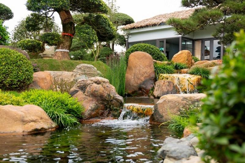 Cây tùng la hán để bàn cạnh các loại đất và phân bón phù hợp
